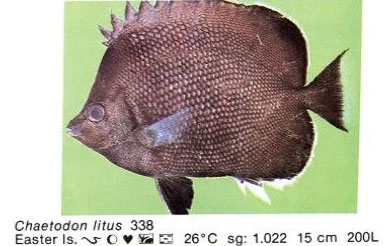 Chaetodon litus
